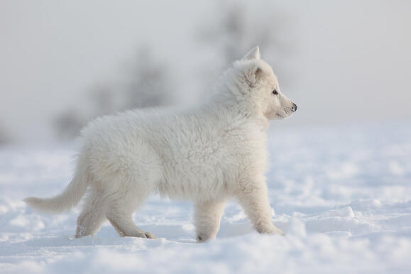 Jinjin Wolf Cub Form